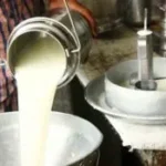 Lecheros de Cochabamba anticipan aumento de hasta 40% en el precio de la leche desde octubre
